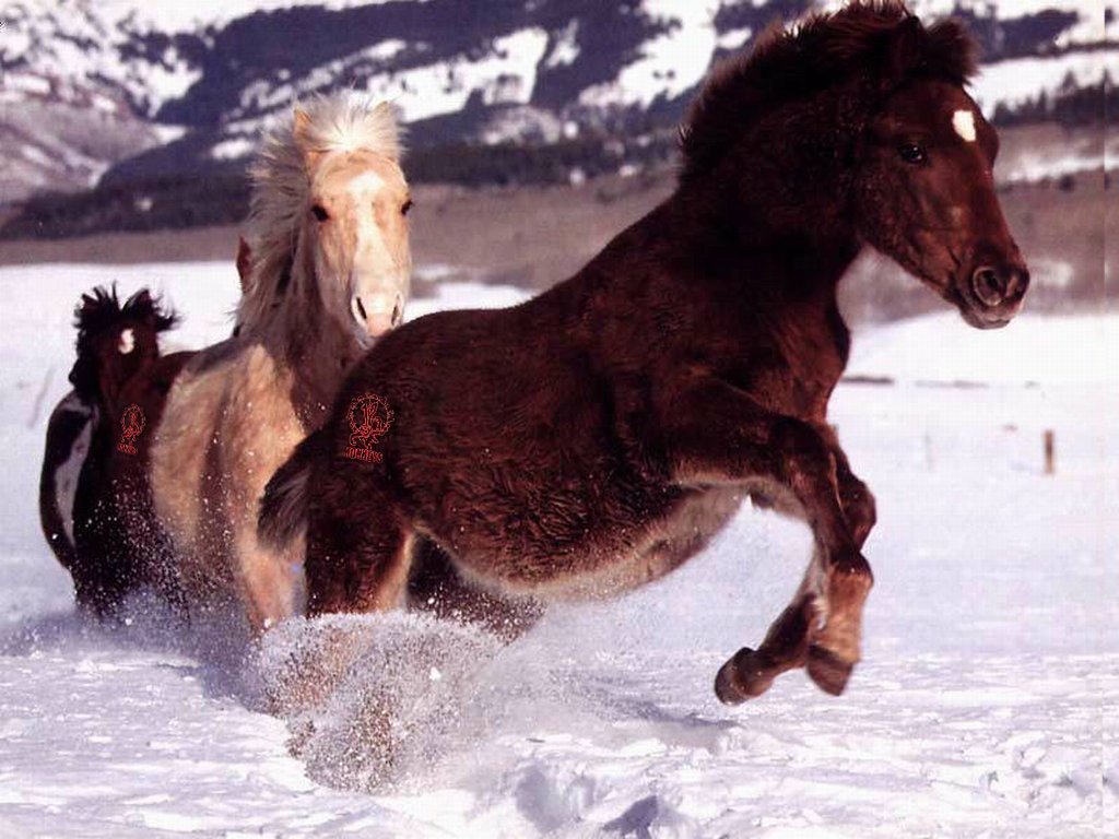 Chevaux - 054